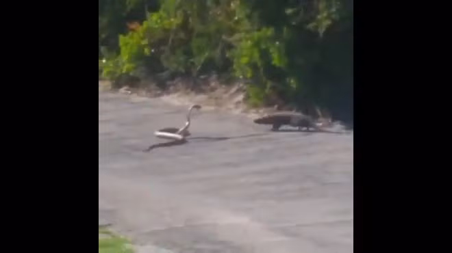 Ho mang khong lo khon kho vi bi cay danh toi boi