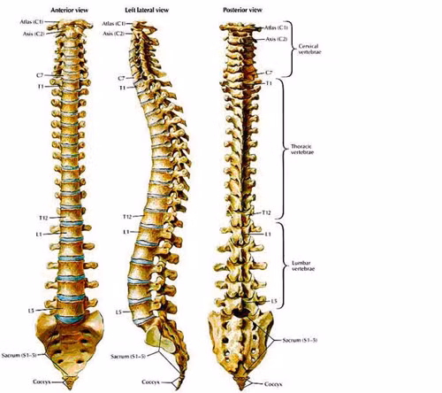 Lieu phap gen tri hieu qua teo co cot song