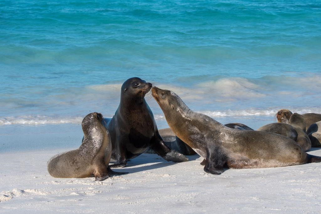 Tạp chí du lịch Travel and Leisure từng bình chọn Galapagos là quần đảo đẹp nhất hành tinh bởi vẻ đẹp không giống bất cứ nơi nào, như một thế giới riêng của các loài động vật quý. Ảnh: Shutterstock.