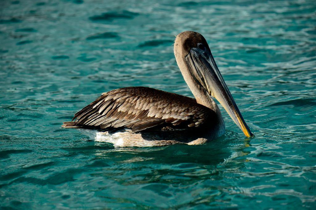 Để đến đảo Galapagos, du khách có thể ghé 2 thành phố Quito và Guayaquil (Ecuador), sau đó đi chuyến bay tới sân bay Isla Baltra hoặc Isla San Cristobal trên đảo. Ảnh: Getty.