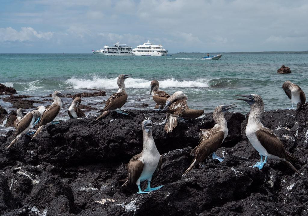 Theo NatGeo, quần đảo thiên đường Galapagos sở hữu 600 loài thực vật, 400 loài cá, 58 loài chim, 22 loài bò sát và 6 loài động vật có vú. Du khách tới đây sẽ có cơ hội khám phá những bờ biển tuyệt vời với bãi cát trắng xóa chạy dài, những khu vực lặn biển, lướt sóng, lướt ván, bơi thuyền hay ghé thăm các khu dự trữ sinh quyển, khu bảo tồn thiên nhiên độc đáo. Ảnh: Getty.