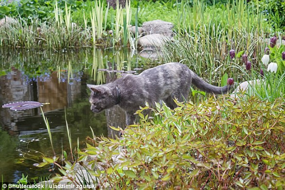 Trong ảnh là hiện tượng được gọi là Pirr, có nghĩa là "một hơi thở nhẹ của gió". Hiện tượng này vô cùng lãng mạn và nên thơ, khiến tâm trí con người trở nên yên bình, tĩnh lặng.(Nguồn Dailymail)