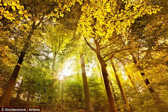 Trong ảnh là hiện tượng được gọi là Shivelight, mô tả hiện tượng ánh nắng xuyên qua tán cây trong rừng, tạo thành khung cảnh thơ mộng đầy màu sắc cổ tích.(Nguồn Dailymail)