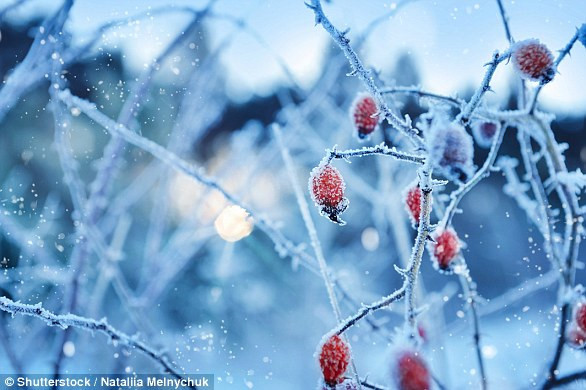 Wurr, hiện tượng thiên nhiên khiến các tinh thể nước đá mềm hình thành trên thực vật và các đối tượng như băng ghế và bức tường. Những tinh thể nước đá này đôi khi phủ dày đến nỗi người ta tưởng nhầm nó là những bông tuyết.(Nguồn Dailymail)