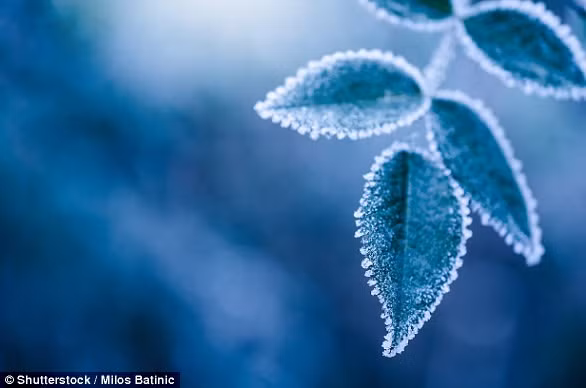 Hiện tượng băng mỏng phủ lên cành, lá, hoa được gọi là Ammil, bắt nguồn từ một từ cổ trong tiếng Anh - ammel có nghĩa là tráng men.(Nguồn Dailymail)