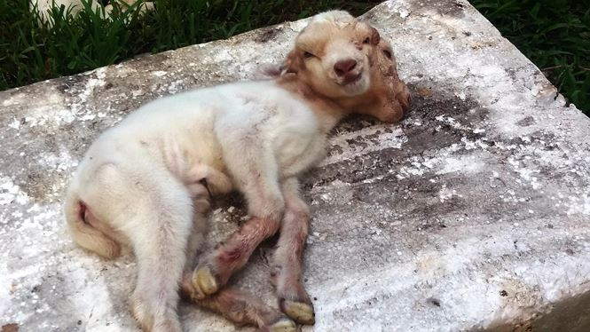 Thông tin dê non có hai đầu đã thu hút nhiều người dân trong khu vực những ngày qua, mỗi ngày có hàng chục người dân đến xem và chụp ảnh: Dê con 2 đầu hơi yếu hơn dê con còn lại và chỉ nằm một chỗ chưa thể đứng dậy được. 