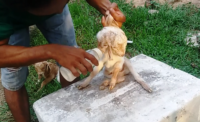 Ngày 17/4, anh Nguyễn Thanh Phú cho hay, chuồng dê của anh có tất cả hơn 30 con lớn nhỏ đều có và thuộc nhiều nhóm tuổi, con dê cái đẻ ra dê con 2 đầu này là con dê có hơn ba năm tuổi, đã đẻ được ba lứa, mỗi lứa từ 3 - 4 con, không hiểu sao lần này chỉ đẻ được hai con, trong đó một con có 2 cái đầu khiến nhiều người bất ngờ.