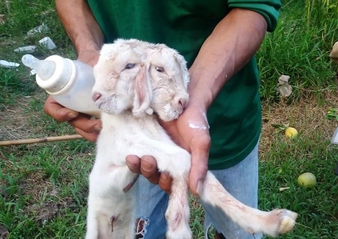 Anh Phú cho dê con bú bình với hy vọng dê con này sẽ phát triển bình thường như dê con còn lại