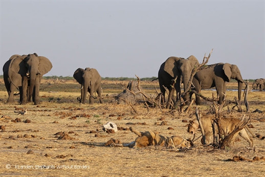 Sư tử vừa thưởng thức bữa ăn vừa phải nâng cao cảnh giác cao độ.