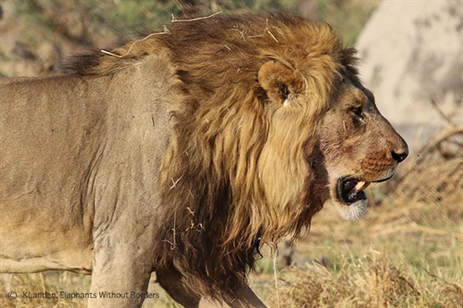 Cuộc chiến sinh tồn trong thiên nhiên hoang dã vô cùng khốc liệt, ngay cả những loài có thế mạnh như voi cũng gặp phải những kẻ thù đáng nể. Hình ảnh sư tử săn voi ăn thịt đầy ấn tượng này được ghi lại ở khu vực đầm lầy Savuti ở Botswana.