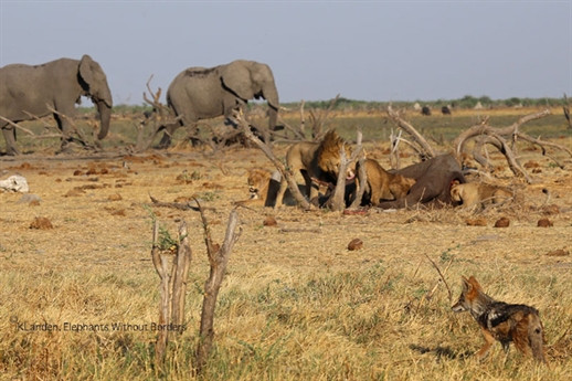Những con sư tử nhanh chóng bắt được con mồi mà không tiêu tốn mấy sức lực.