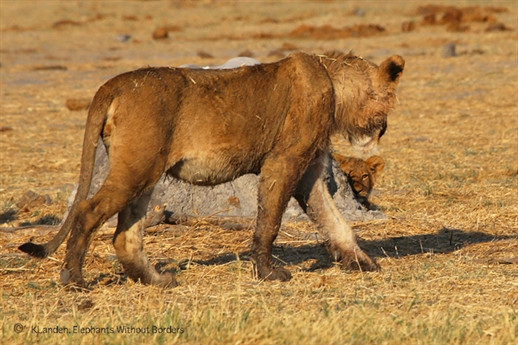 Vào mùa khô, những loài động vật hoang dã thường xuyên tụ tập quanh đầm lầy để tránh nóng và giải khát. Nắng nóng khiến cho các loài động vật, gồm cả voi bị đe doạ tính mạng, nhất là những con non, già yếu hay bệnh tật.