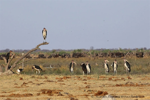 Chó rừng hoang dã chờ đợi cơ hội của mình, chỉ cần sư tử lơ là, nó sẽ nhanh chóng tóm lấy miếng mồi ngon của sư tử. Ngoài ra, một đàn cò Maribou cũng chờ đợi xung quanh chờ tới cơ hội vớt vát chút đồ ăn cho mình.