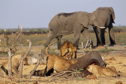 Sư tử nhanh chóng đánh chén bữa ăn tươi mình vừa kiếm được, và thấp thoáng bóng dáng những con chó hoang cơ hội...