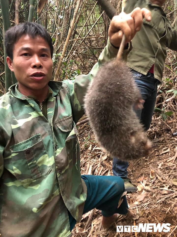 Chuyen san lung loai chuot khong lo trong rung tay Yen Tu-Hinh-3