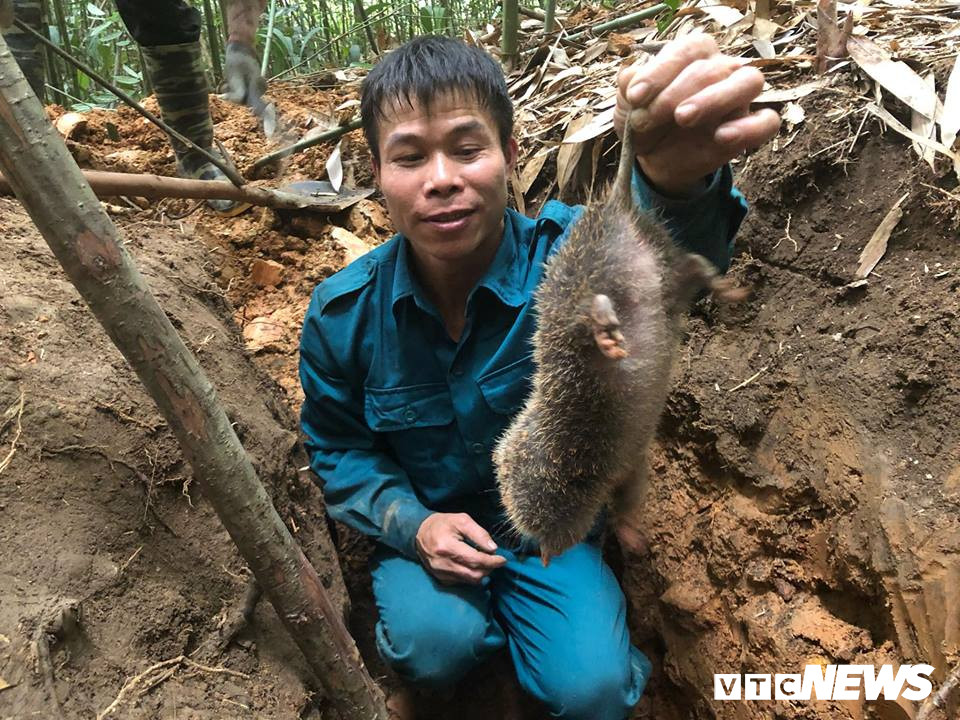 Chuyen san lung loai chuot khong lo trong rung tay Yen Tu-Hinh-6