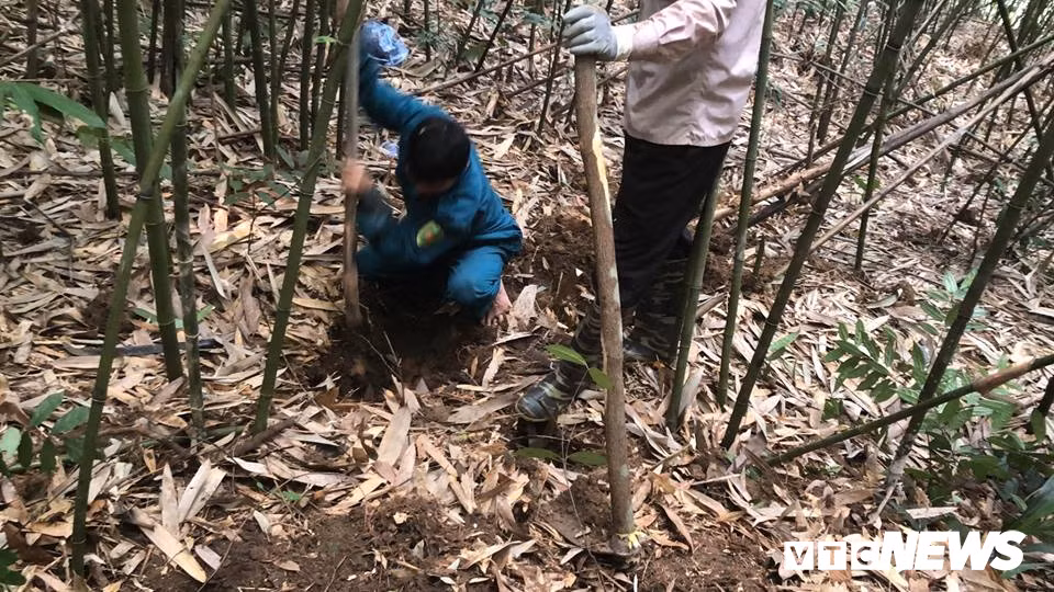 Chuyen san lung loai chuot khong lo trong rung tay Yen Tu-Hinh-4