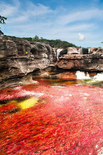Sông Caño Cristales ở Colombia. Vùng sông, hồ kỳ quái này còn được gọi là sông ngũ sắc, cầu vồng nước… Từ tháng 9 đến tháng 11 mỗi năm, con sông mang sắc màu vàng, xanh, xanh lá cây, đen và đỏ, tạo thành khung cảnh tuyệt mỹ.