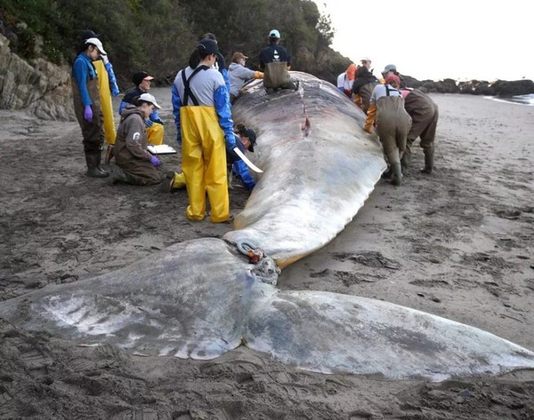 Kinh hoang cai chet cua hang chuc con ca voi xam bung rong-Hinh-2