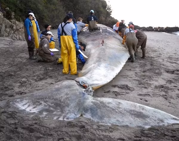 Kinh hoang cai chet cua hang chuc con ca voi xam bung rong-Hinh-2