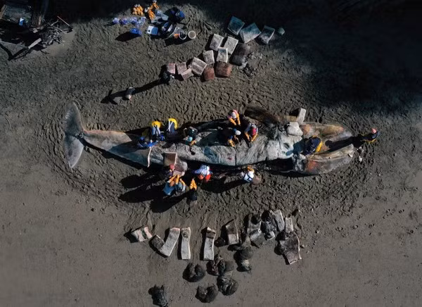 Kinh hoang cai chet cua hang chuc con ca voi xam bung rong