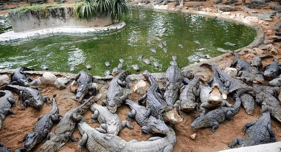 Hi huu ca sau chet the tham vi soc... nhac