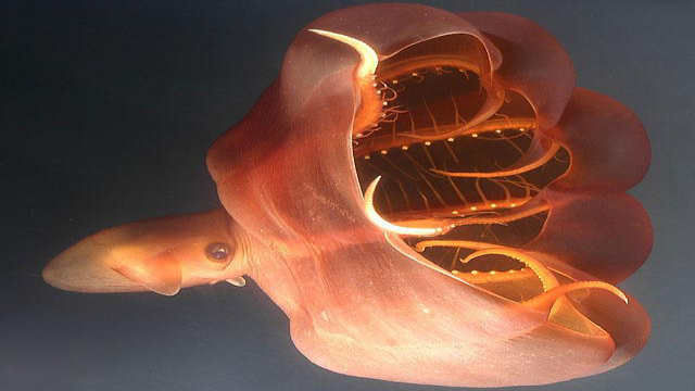 Vampire Squid hay có thể dịch ra là "mực ma cà rồng" sống ở độ sâu khoảng 2km và đặc biệt đoạn đầu những xúc tua của chúng cứng như móng vuốt.