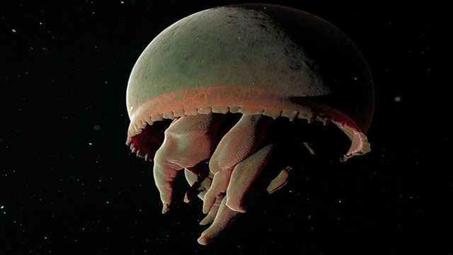 Big Red Jellyfish là một loài sứa có thể có độ dài lên tới một mét. Loài vật này sống ở độ sâu khoảng 2km dưới lòng biển và với cấu tạo cơ thể của chúng, các nhà khoa học cho rằng chúng vẫn có khả năng sống được ở những nơi có độ sâu hàng... chục nghìn mét.
