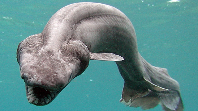 Frilled Shark thường được tìm thấy ở biển Đại Tây Dương và Thái Bình Dương. Đây là loài động vật ăn phù du có thể lặn xuống độ sâu hơn 1km dưới lòng biển.