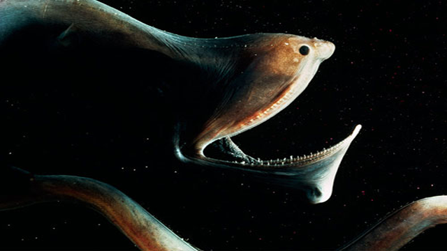 Gulper Eel sống ở tầng đáy của đại dương với độ sâu từ 4 cho tới 10km. Loài động vật có hàm răng gớm ghiếc thực chất lại ăn phù du.