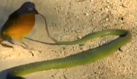 Tấn công mắt chán chê, con chim chuyển sang tấn công đuôi con rắn.