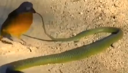 Tấn công mắt chán chê, con chim chuyển sang tấn công đuôi con rắn.