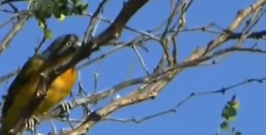 Chim Bách thanh cũng khá nổi tiếng vì có tài giết và ăn thịt cả những con cóc và bướm độc. Chúng kiên nhẫn đợi chờ chất độc của con mồi suy giảm trước khi ăn. Nó là động vật ăn thịt, nó cũng săn bắt và ăn côn trùng, thằn lằn, chim, cóc và rắn.