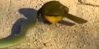 Rắn cây trở nên "đơ" sau khi bị con chim nhỏ nhảy bổ tấn công cho không kịp trở tay.