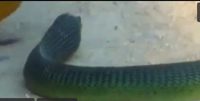 Con rắn thê thảm trước những đòn tấn công của con chim.