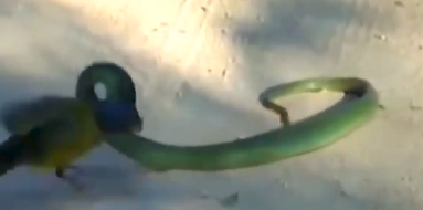 Chim nhỏ hung dữ liên tục mổ mắt con rắn cây dù nó có ngoại hình nhỏ bé hơn, nhưng lại vô cùng nhanh nhẹn.