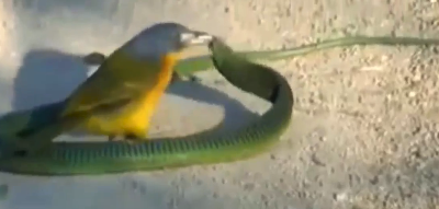 Con chim nhỏ hung hăn lao vào mổ mắt rắn để tìm cách hạ gục con mồi rồi ăn thịt.