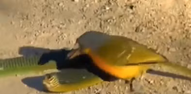 Rắn cây là loài rắn độc, nỗi đáng sợ của nhiều người nhưng lại trở nên "thảm bại" trong tình huống này.