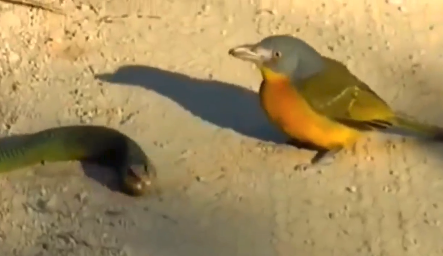 Chim bách thanh bụi đầu xám có vẻ chẳng hề hấn gì trước "sát thủ kịch độc"