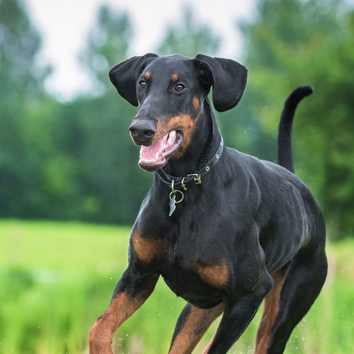Tại Thụy Sĩ, 8 trong 12 bang liệt Dobermann vào giống chó nguy hiểm, phải xin giấy phép nếu muốn nuôi loại chó này. Bang Wallis cấm cả việc nuôi, gây giống và nhập cảnh.