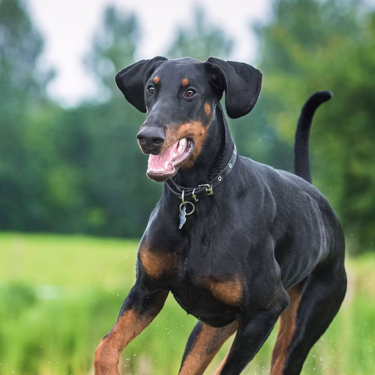 Tại Thụy Sĩ, 8 trong 12 bang liệt Dobermann vào giống chó nguy hiểm, phải xin giấy phép nếu muốn nuôi loại chó này. Bang Wallis cấm cả việc nuôi, gây giống và nhập cảnh.