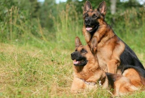 Tuy được ưa chuộng trên thế giới nhưng chúng cũng có tiếng hay cắn và vì lý do đó bị cấm nuôi ở một số nơi.