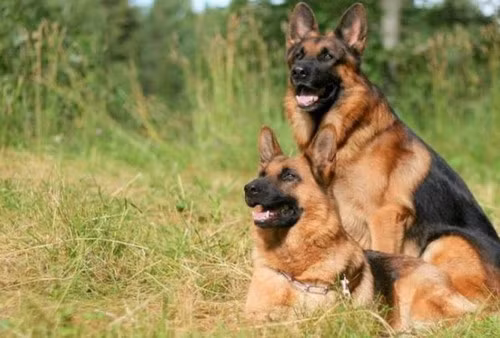 Tuy được ưa chuộng trên thế giới nhưng chúng cũng có tiếng hay cắn và vì lý do đó bị cấm nuôi ở một số nơi.