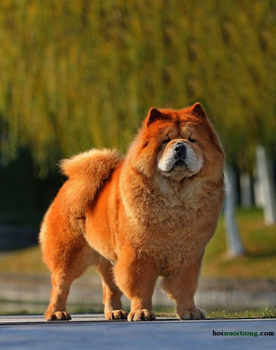 Chó ngao Tây Tạng Chow Chow, còn gọi là Đường khuyển hay chó của Đại Đường là một giống chó có nguồn gốc từ Trung Quốc. Trong tiếng Trung, tên của loài chó này có nghĩa là chó sư tử xù.