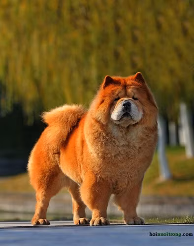 Chó ngao Tây Tạng Chow Chow, còn gọi là Đường khuyển hay chó của Đại Đường là một giống chó có nguồn gốc từ Trung Quốc. Trong tiếng Trung, tên của loài chó này có nghĩa là chó sư tử xù.