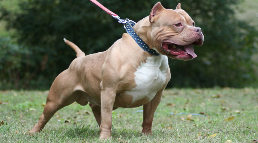 Chuyện chó Pitbull cắn chết người không còn là câu chuyện quá xa lạ. Giống chó Pitbull là giống chó dữ, hiếu chiến, bền bỉ, gan lỳ được mệnh danh là sát thủ máu lạnh hay còn được gọi là chó chiến binh hay võ sĩ giác đấu.