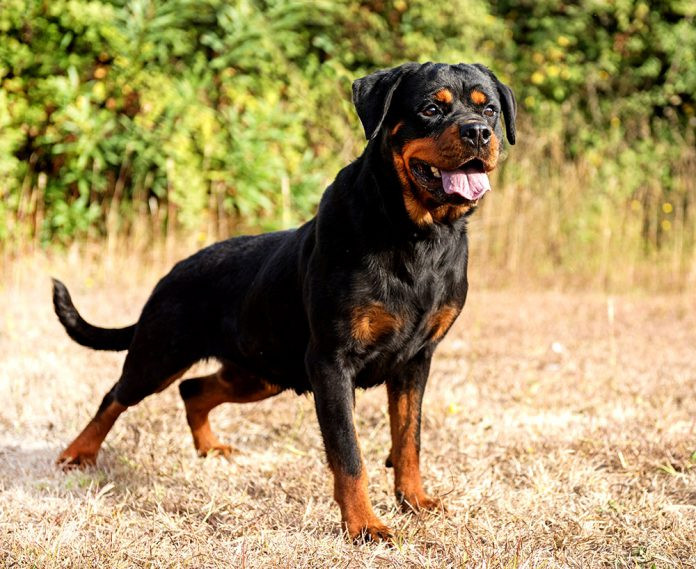 Đứng đầu danh sách những giống chó nhập ngoại nguy hiểm ở Việt Nam là giống chó Rottweiler, hay còn gọi là rốt hoặc rotti, có nguồn gốc từ Đức. Đây là một giống chó chăn gia súc nhưng thường được huấn luyện để trở thành chó nghiệp vụ. Những giống chó hung dữ nếu được nuôi dưỡng không đúng cách có thể gây ra những trường hợp chó cắn người gây xót xa như thời gian gần đây.