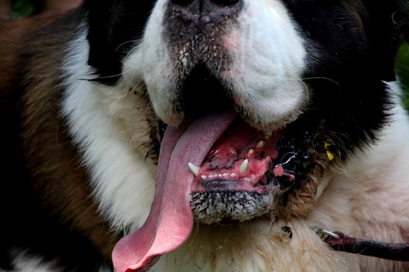 Do thời tiết khá nóng nên chiếc lưỡi luôn thè ra ngoài để "giải nhiệt". Dù không được thẩm mĩ, nhưng đây là cách duy nhất các giống chó có thể làm để làm mát cơ thể vì chúng không có tuyến mồ hôi dưới da.