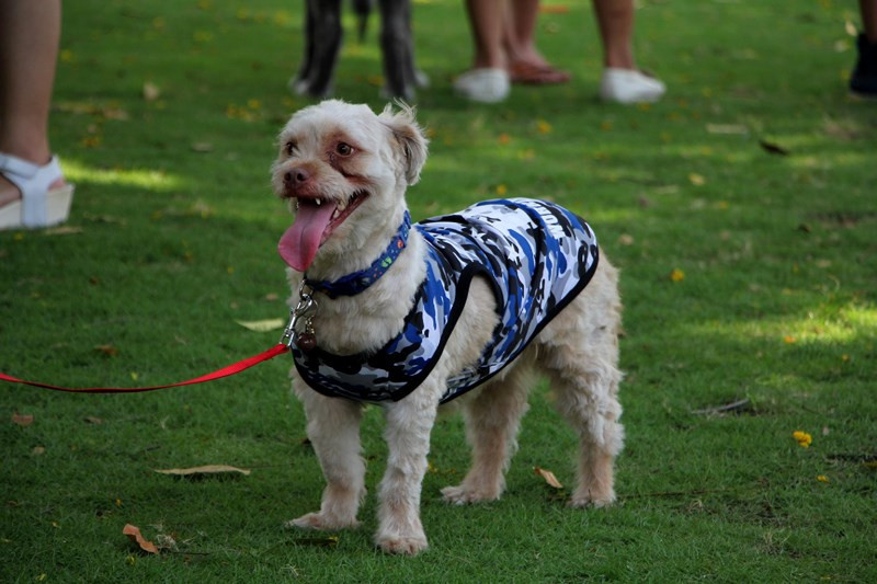 Trong khi các chú chỏ nhỏ thường chạy lăng xăng và kéo chủ đi khắp nơi thì những chú chó lớn thường điềm tĩnh.