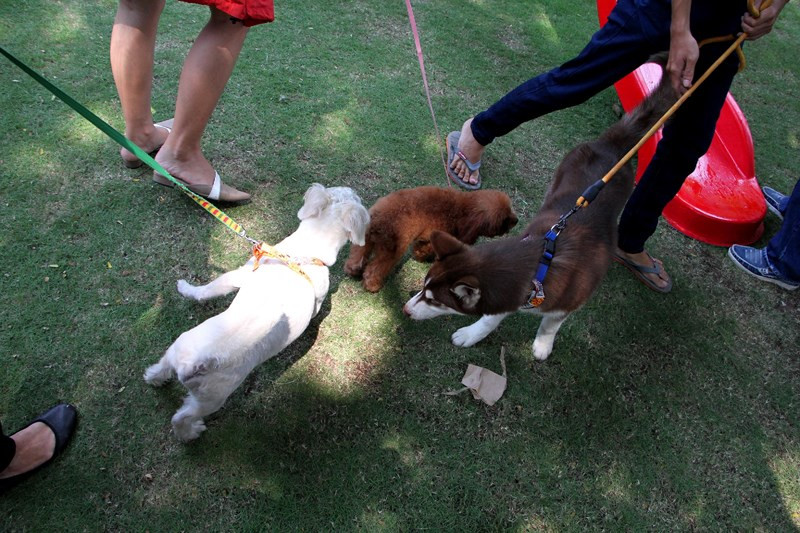 Mặc dù thuộc nhiều giống nhưng các chú chó rất thân thiện, thường "nói chuyện" bằng cách ngửi mùi của nhau.